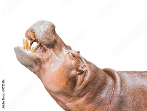 A Hippo Isolated on White Background