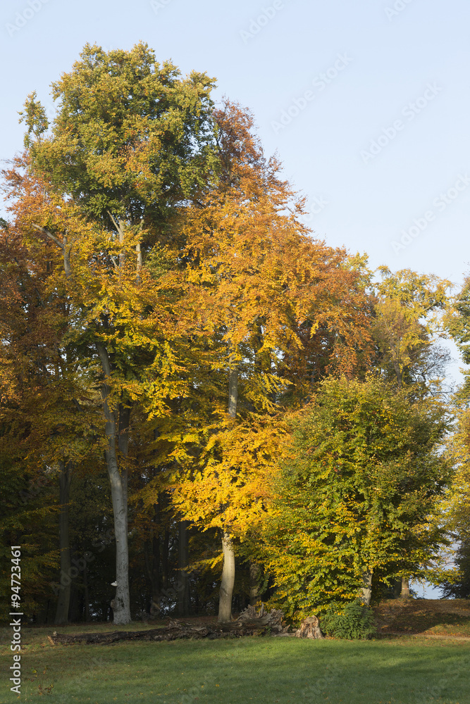 Wäldchen im Herbst Wäldchen im Herbst