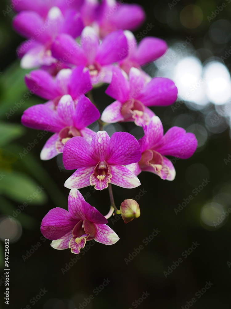 Naklejka premium Florescent purple orchids in tropical zone