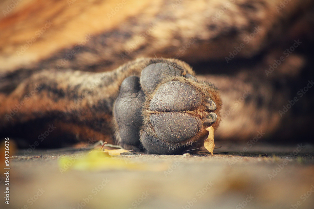 Feet of dog