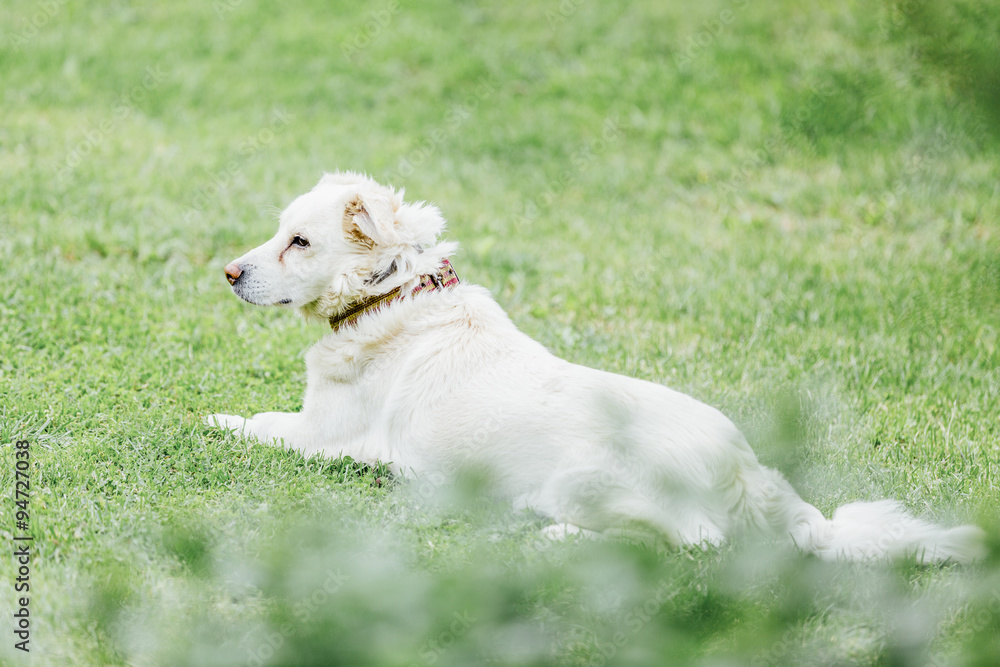Obraz premium Dog Sitting on the Grass