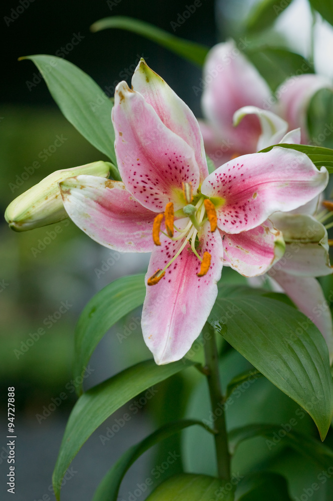 Flower Flower