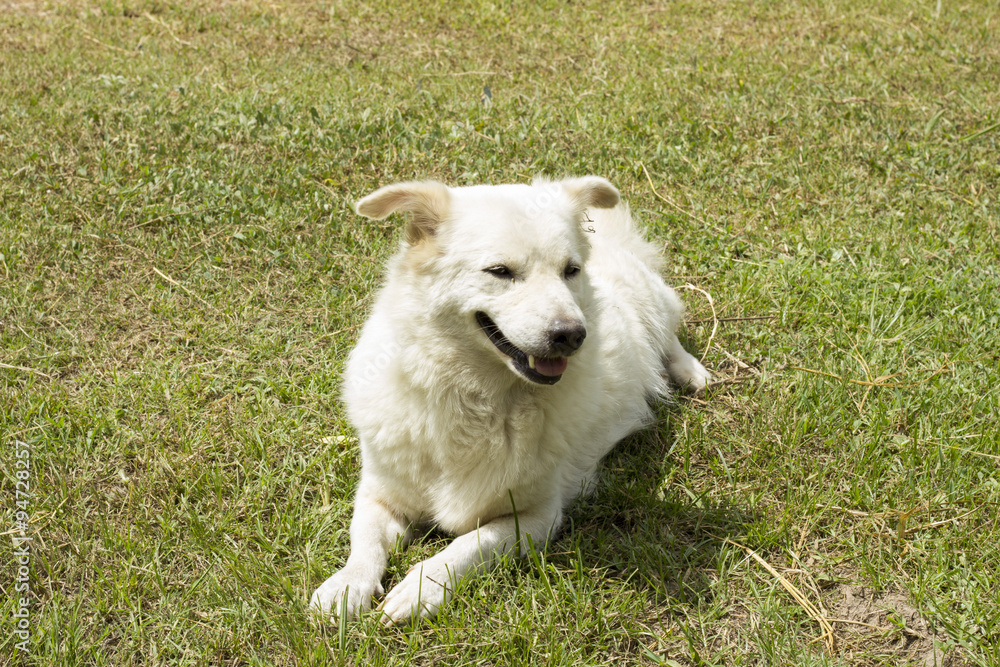 Stray dog on grass field - white Dog - white dog close up (thai dog)
Stray dog on grass field - white Dog - white dog close up (thai dog)