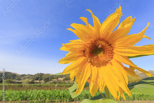 Fototapeta Naklejka Na Ścianę i Meble -  Beautiful landscapes in Solvang, California