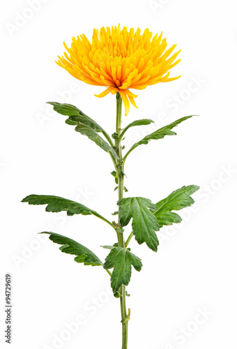 Fototapeta Naklejka Na Ścianę i Meble -  Yellow autumn chrysanthemum