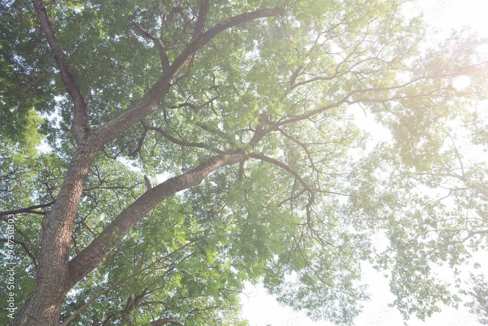 tree branch of green leaves on a big tree, nature background tree branch of green leaves on a big tree, nature background