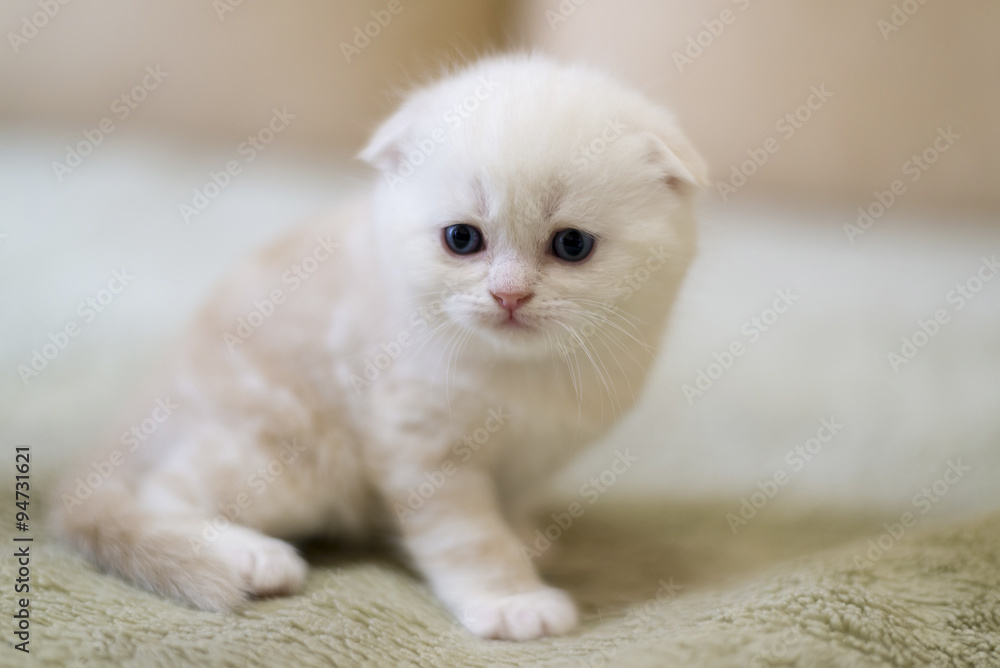 Beige cat breed Scottish Fold sitting on  couch