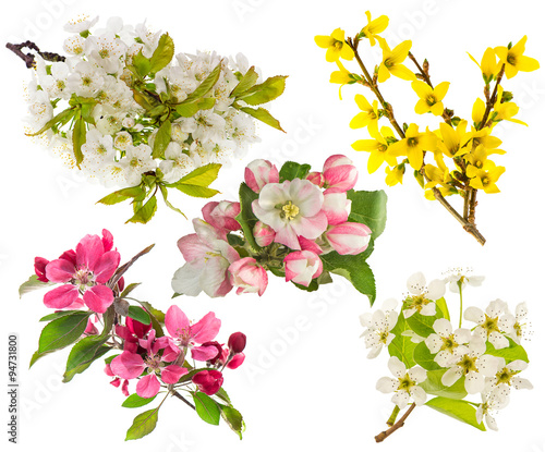 Blossoms of apple and pear tree, cherry twig. Spring flowers