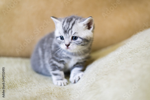 Gray kitten of breed Scottish  lies on  couch