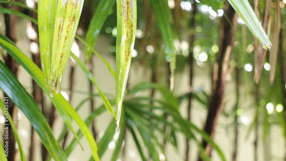 Water drop from green leaves, stock video Water drop from green leaves, stock video