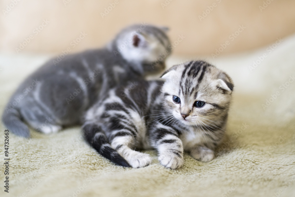 Naklejka premium Two kitten scottish fold breed lying on bed