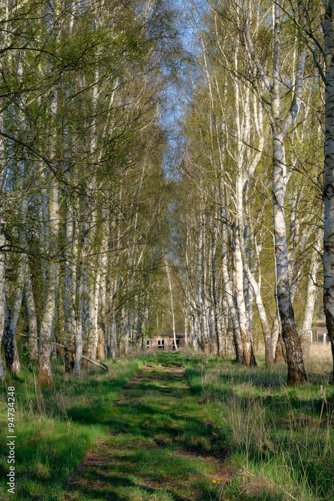 Fototapeta premium Birkenwald
