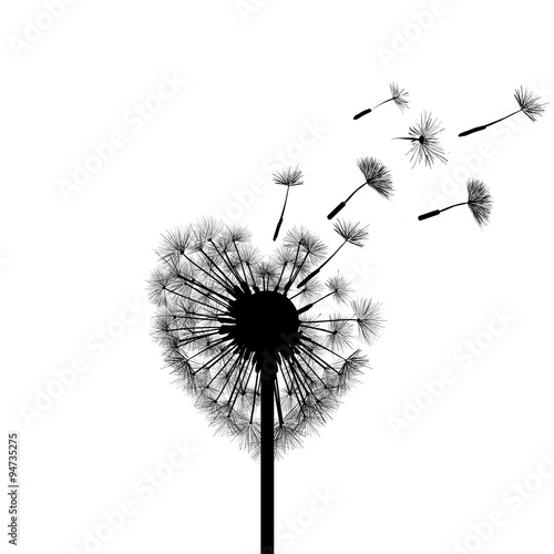 Silhouette dandelion