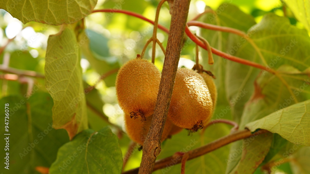 Kiwi growing on a branch Kiwi growing on a branch
