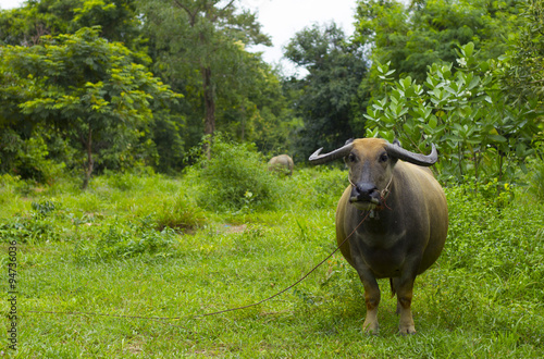 Water buffalo in grass land at countryside thailand