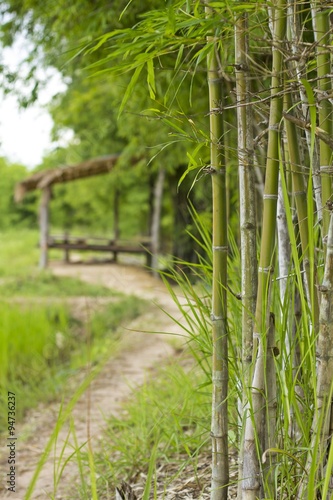 Bamboo tree near the wood cabin - countryside