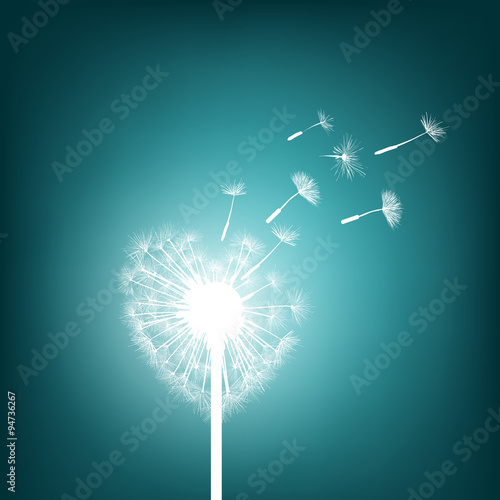 dandelion