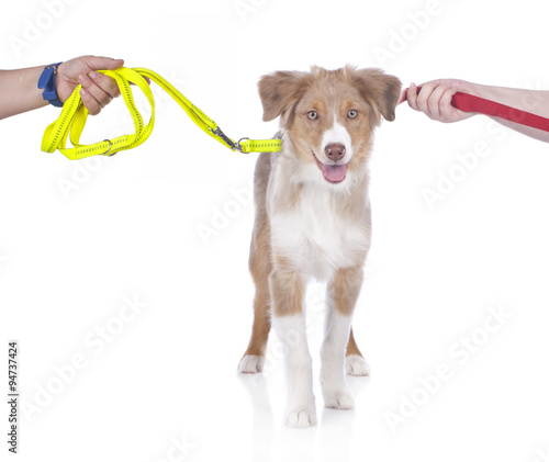 Fototapeta Naklejka Na Ścianę i Meble -  Süßer Welpe im Scheidungskrieg