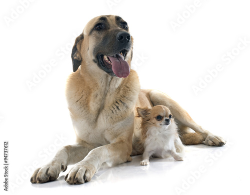 Anatolian Shepherd dog and chihuahua