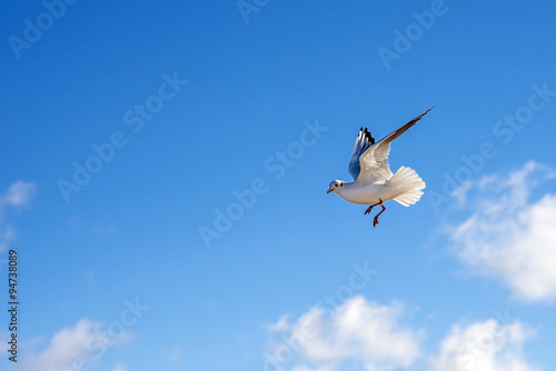 Lachmöwe beim Flug © hjschneider