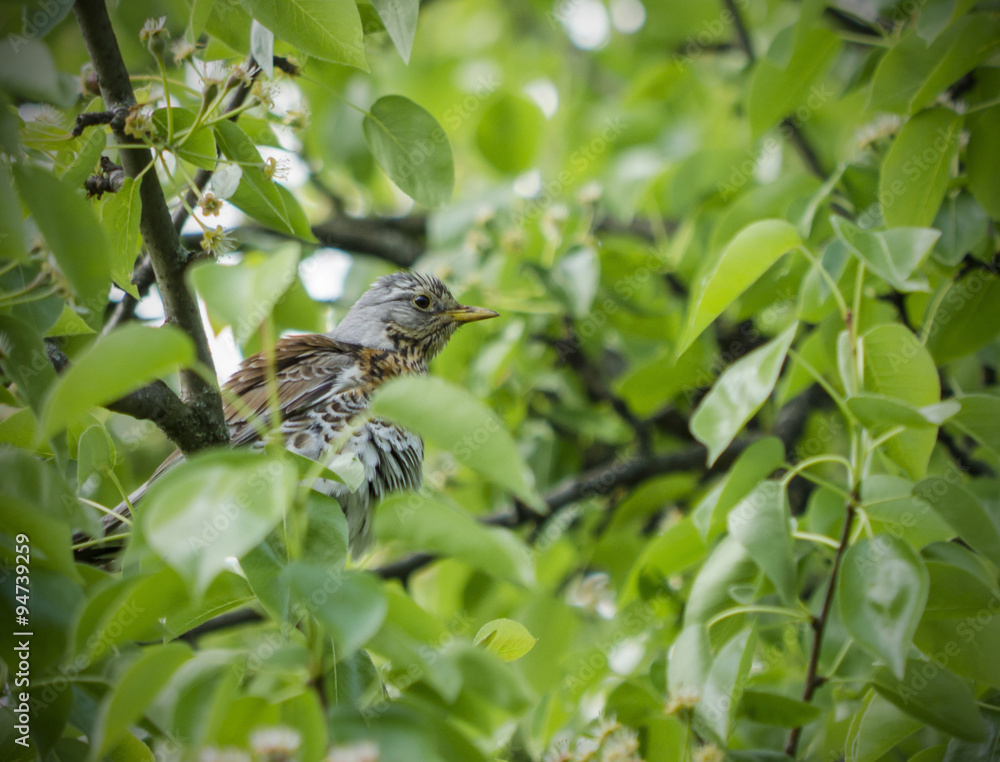Fototapeta premium Thrush 