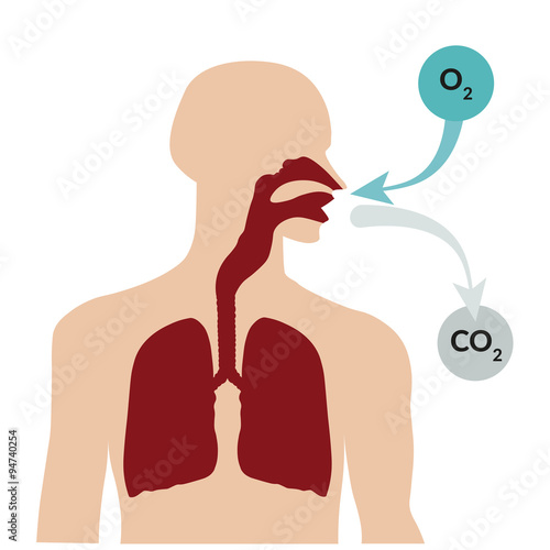 Breathing through the nose and exhaling through the mouth. Respiratory system
 photo