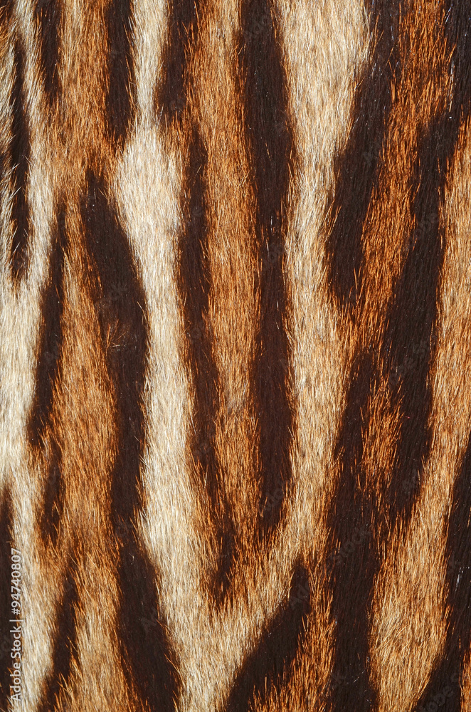 Fototapeta premium pelliccia di tigre