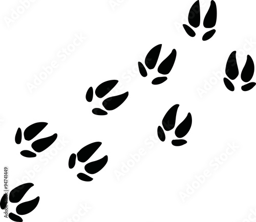 Wild pig tracks