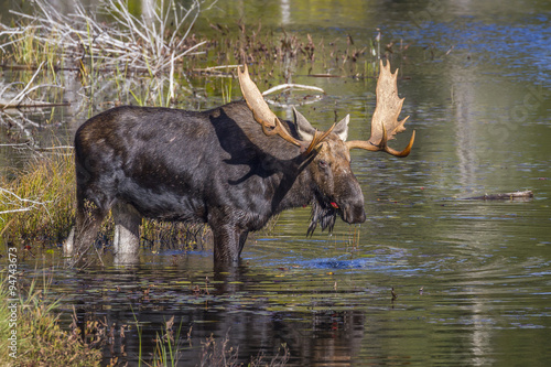 Large Bull Moose Feeding on Water Lilies in Autumn