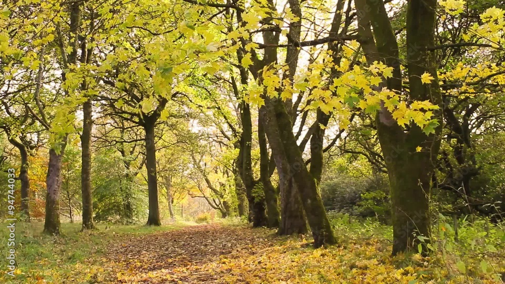 Beautiful Autumn in the park, Coatbridge, Scotland Beautiful Autumn in the park, Coatbridge, Scotland