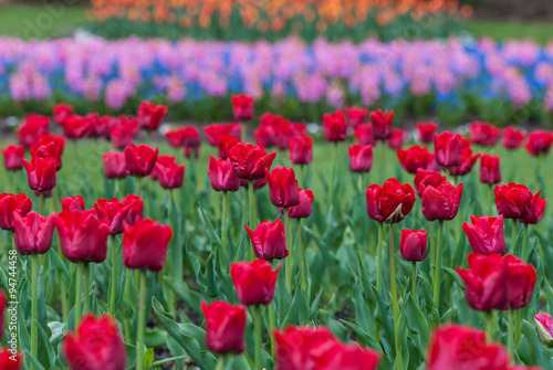 A field of colorful flowers