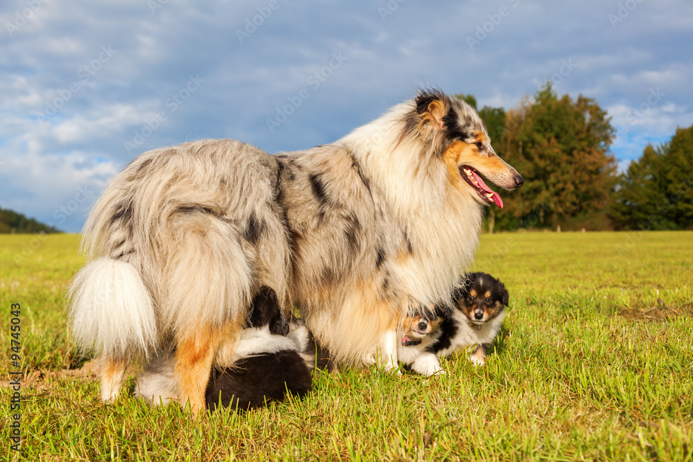 Collie Hündin säugt ihre Welpen