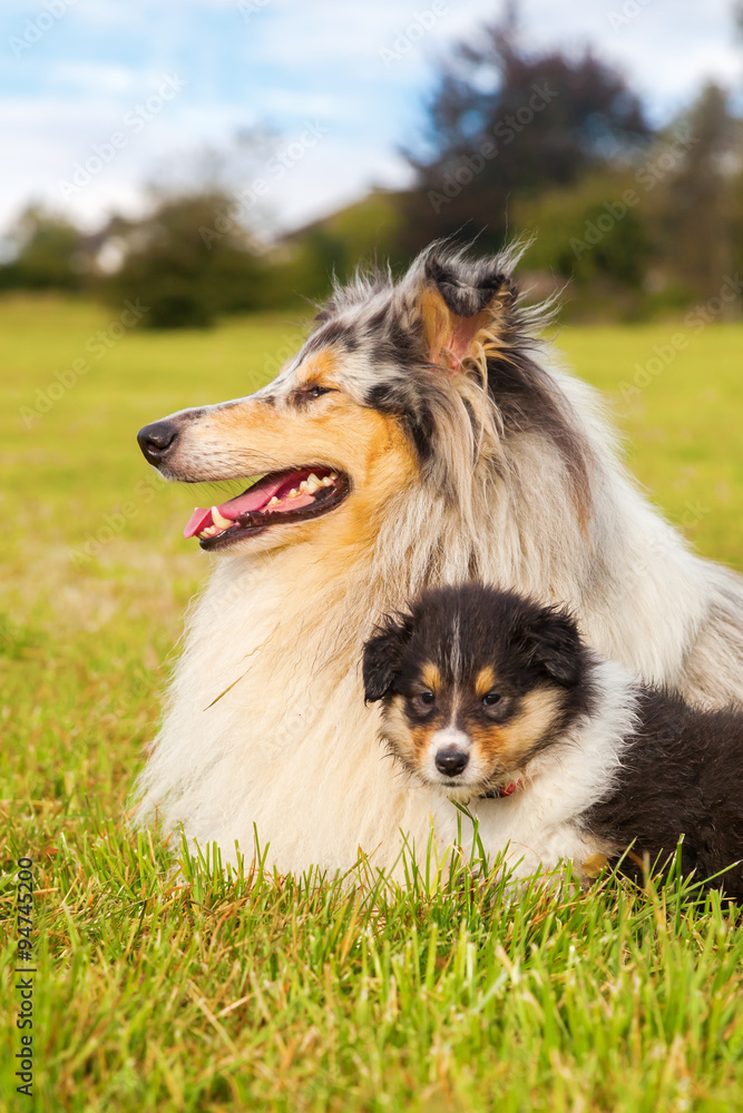 Collie-Hündin mit ihren Welpen Collie-Hündin mit ihren Welpen
