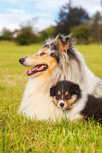 Collie-Hündin mit ihren Welpen