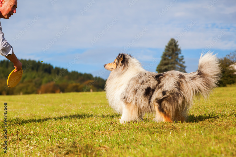 Mann spielt mit seinen Collies Frisbee Mann spielt mit seinen Collies Frisbee