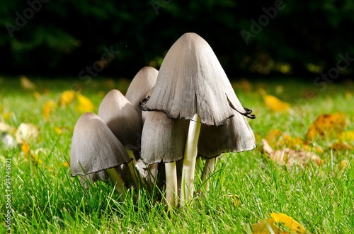 Mushroom family photo