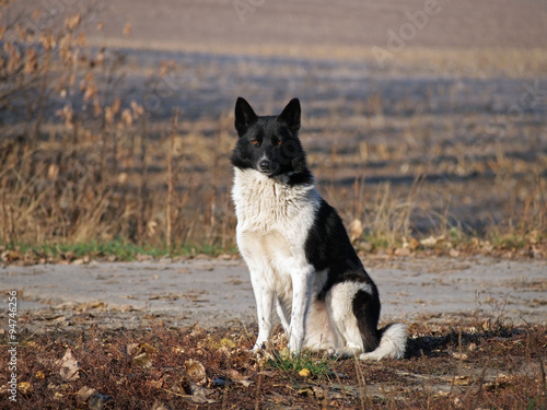 Russian-European Laika on natural autumn background