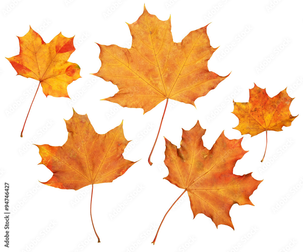 Obraz premium maple autumn leaves collection, object set isolated on white