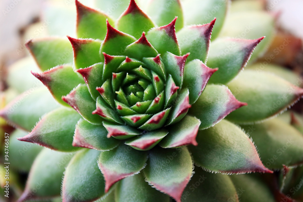 Beautiful succulent plant close up Beautiful succulent plant close up