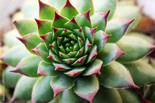 Beautiful succulent plant close up