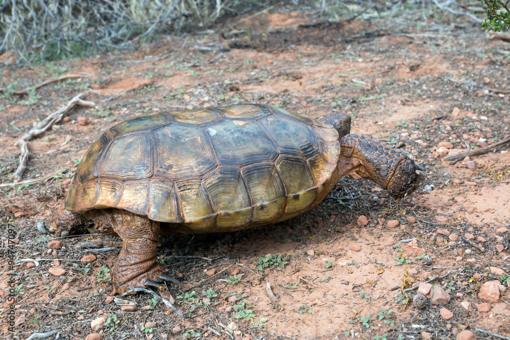  Running  desert tortoises (Gopherus agassizii and Gopherus morafkai) 