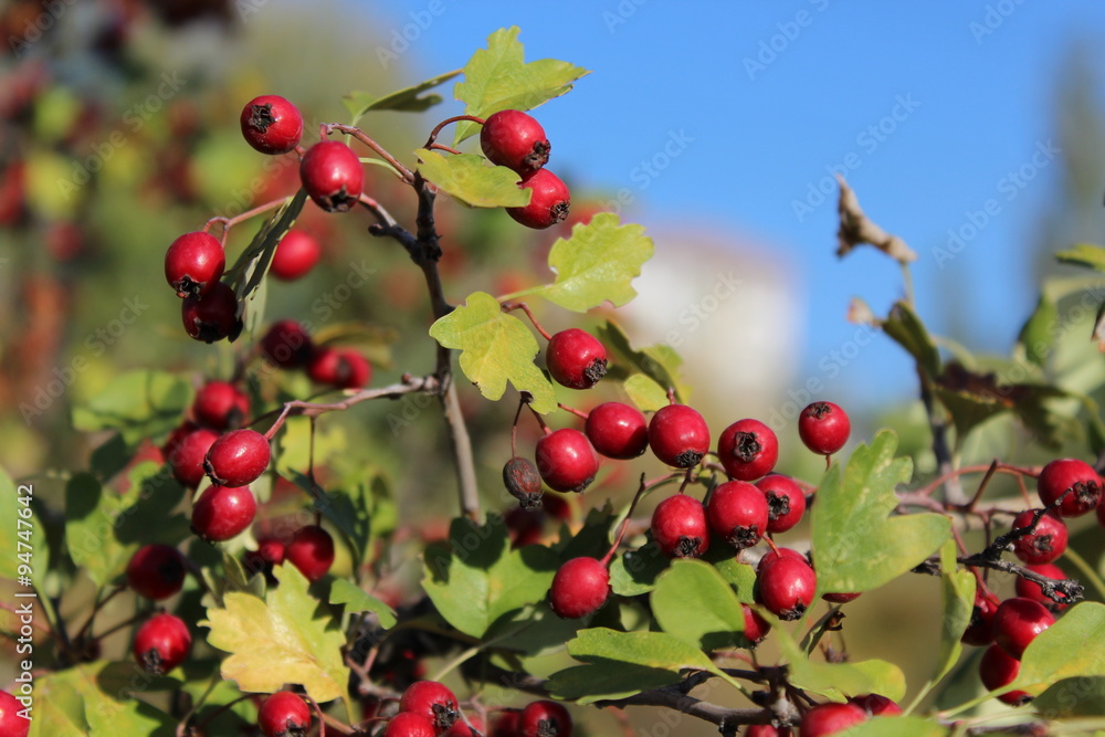 Close up of branch with red autumn berries.