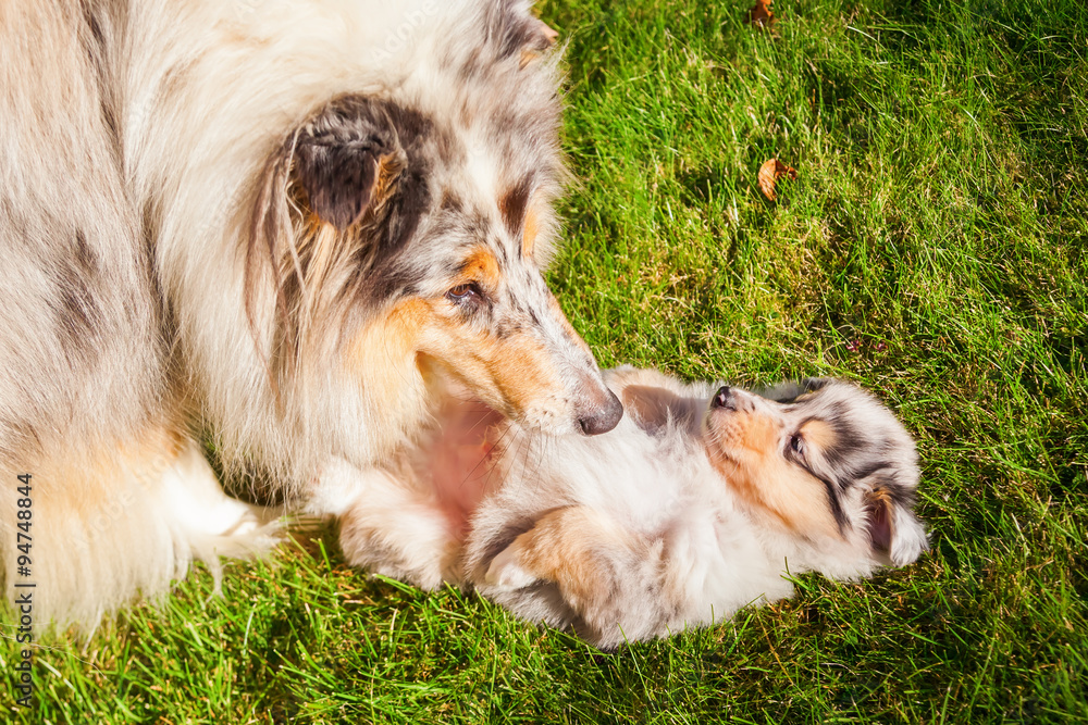 Obraz premium Colliemutter mit ihrem Welpen