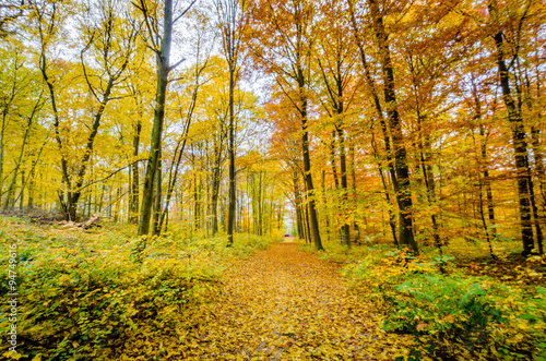 Herbstwald © CPN