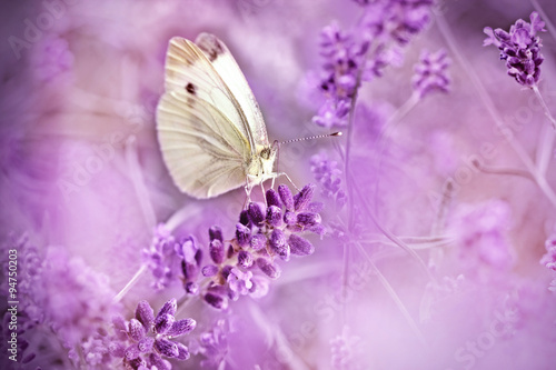 Butterfly on lavender - beautiful scene © PhotoIris2021