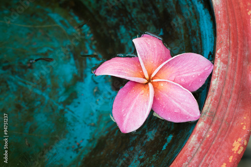 pink plumeria photo