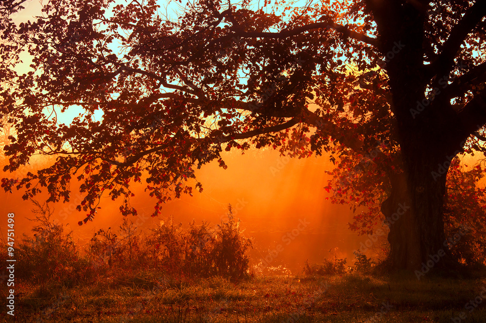 autumn landscape, trees in the mist at dawn