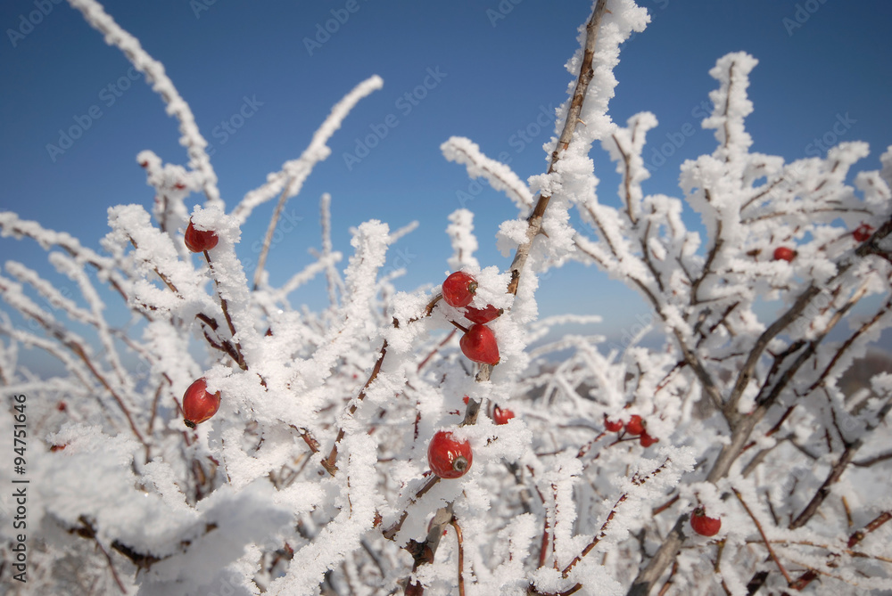 Wild rose bush with red berries covered with rime, Vitosha mountain, Bulgaria Wild rose bush with red berries covered with rime, Vitosha mountain, Bulgaria