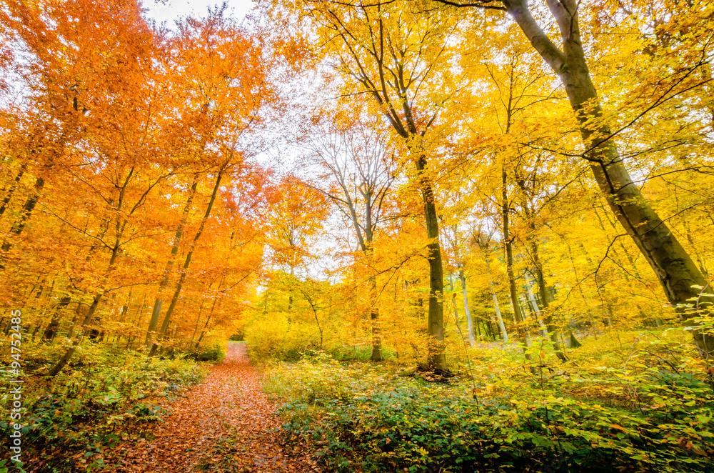Fototapeta premium Herbstwald