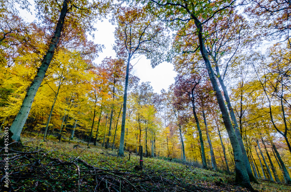 Obraz premium Herbstwald